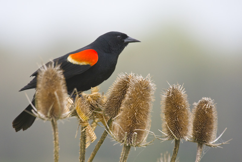 Red-Winged Blackbird